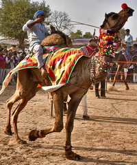 Nagaur Cattle Fair