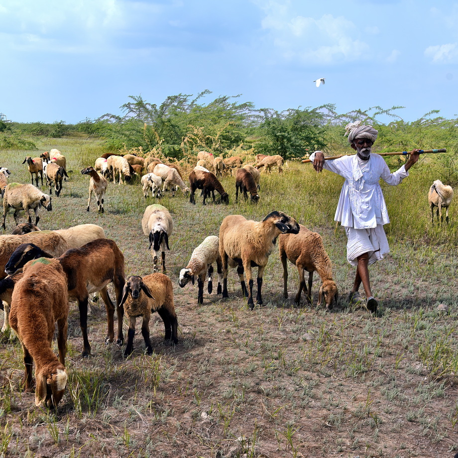 Rabari People