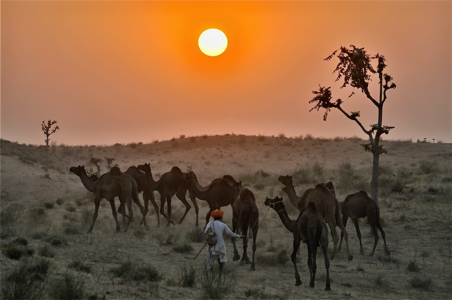 Pushkar Cattle Fair