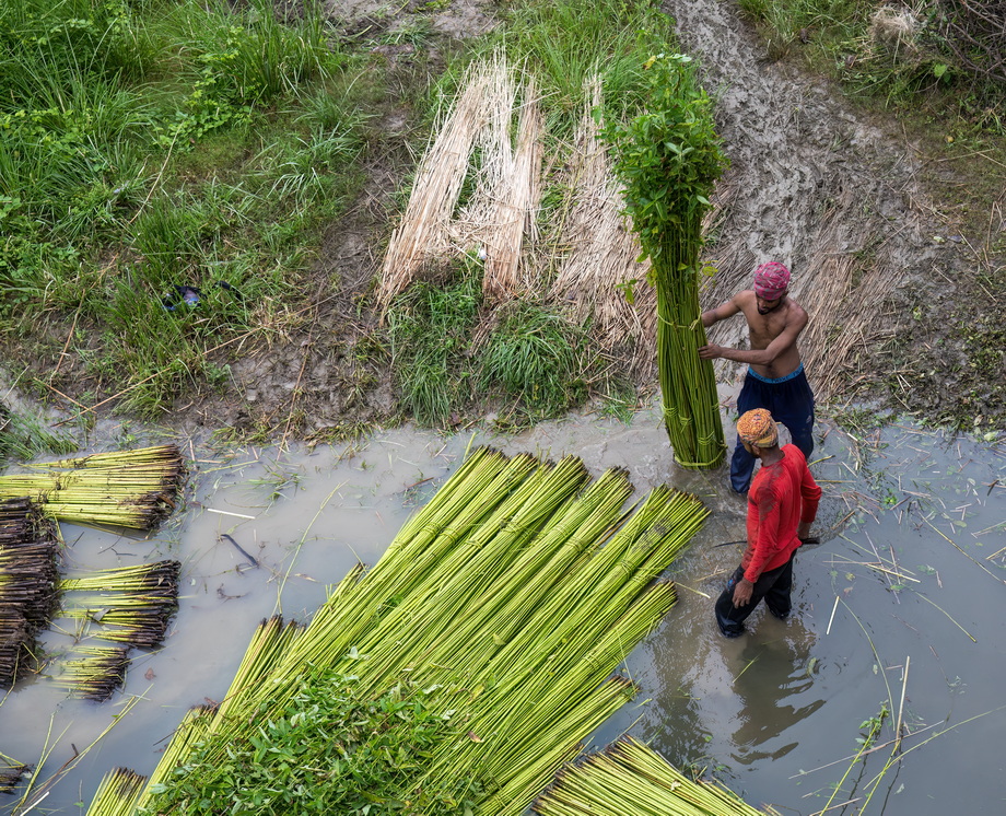 Jute harvesting and processing in Bangladesh