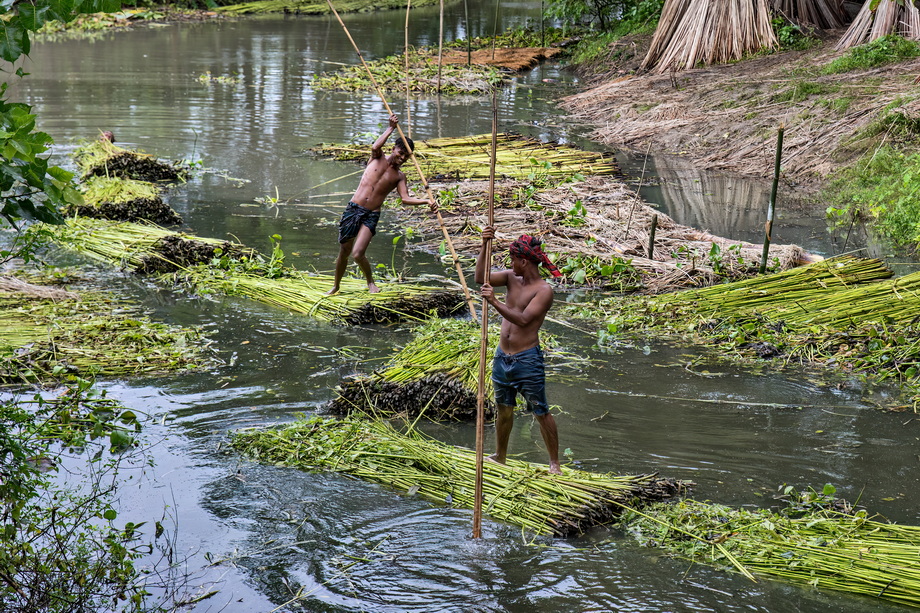 Jute harvesting and processing in Bangladesh