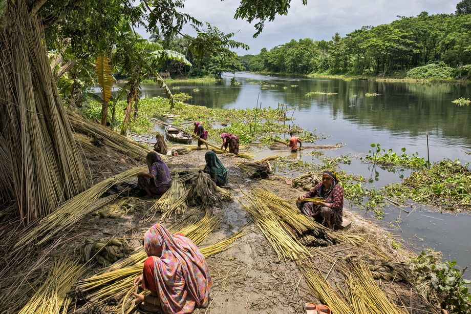 Jute harvesting and processing in Bangladesh