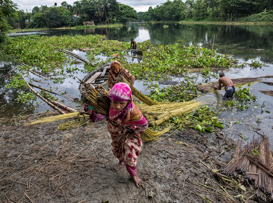 Jute harvesting and processing in Bangladesh