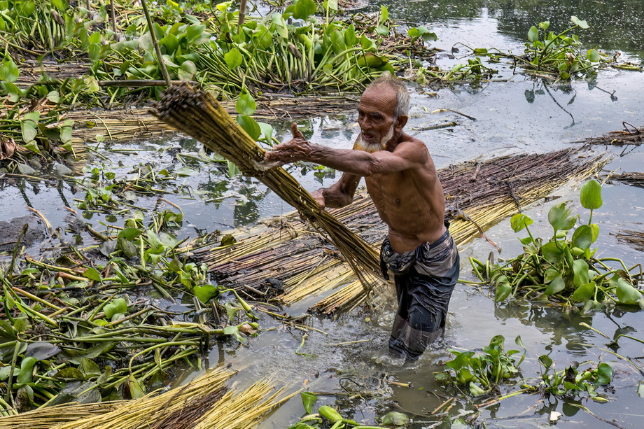 Jute harvesting and processing in Bangladesh