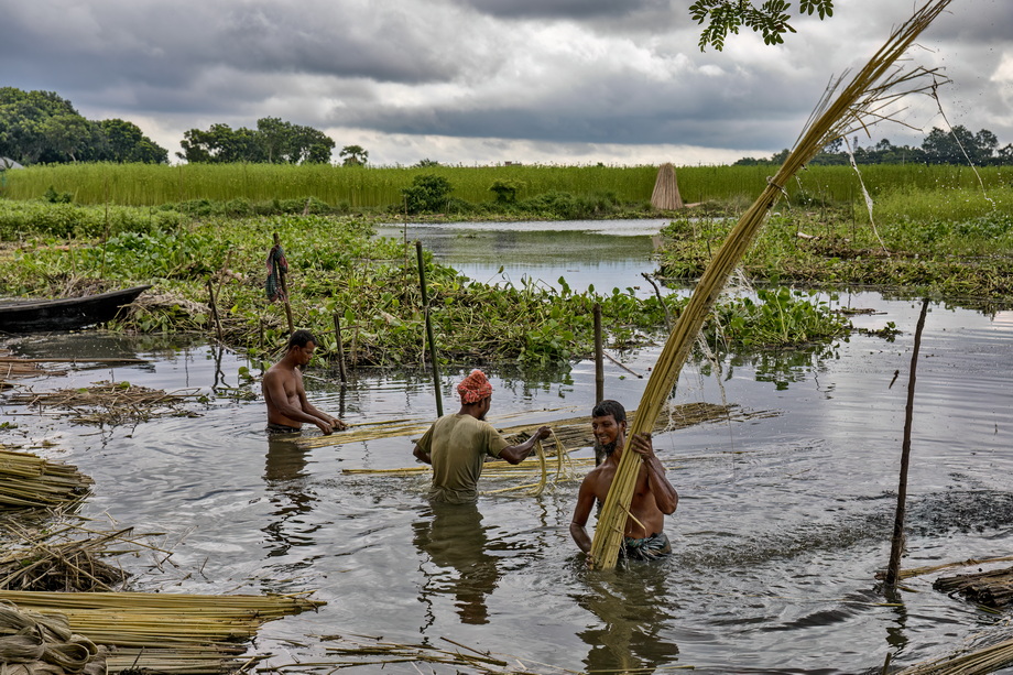 Jute harvesting and processing in Bangladesh
