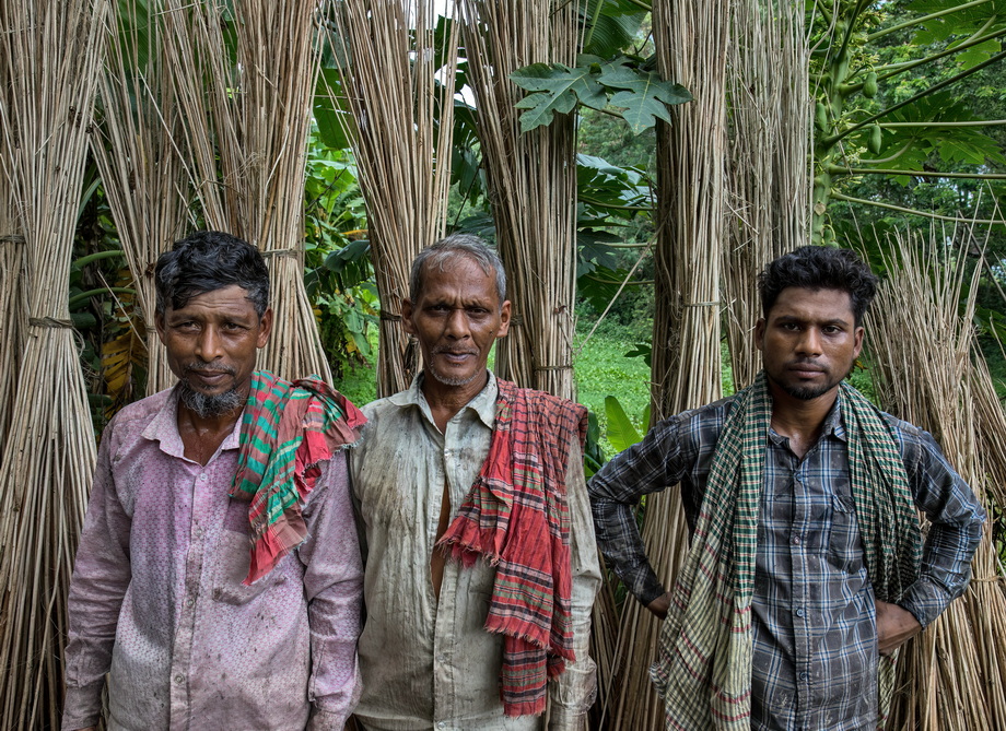 Jute harvesting and processing in Bangladesh