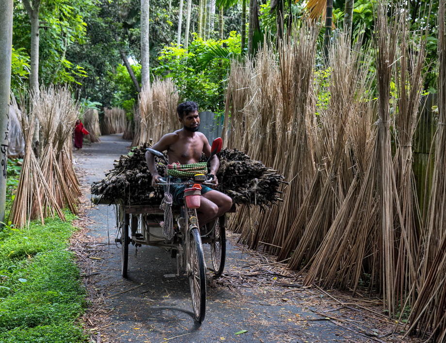 Jute harvesting and processing in Bangladesh