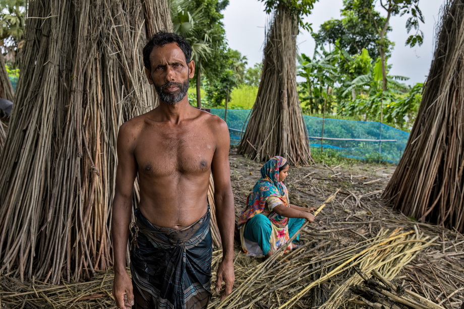 Jute harvesting and processing in Bangladesh
