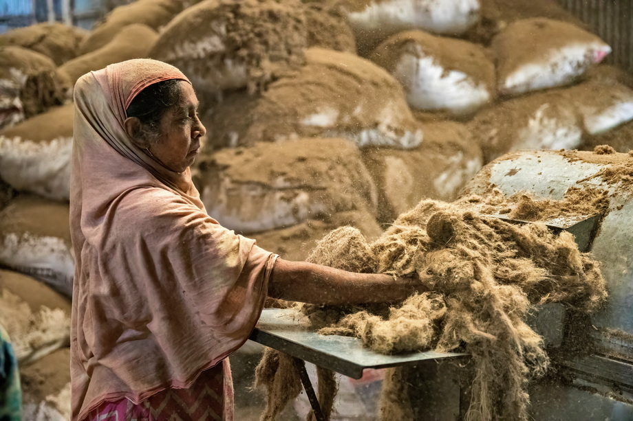 Jute harvesting and processing in Bangladesh
