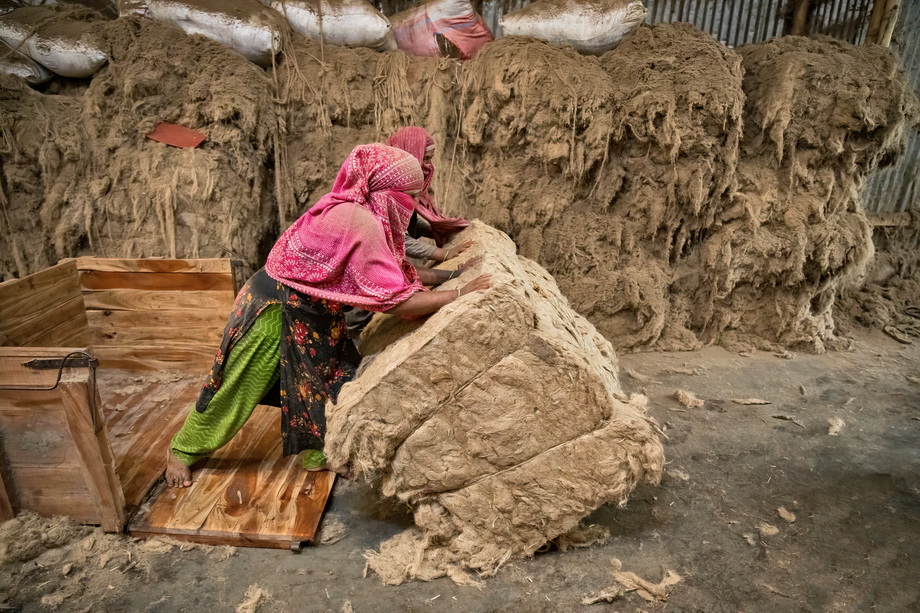Jute harvesting and processing in Bangladesh
