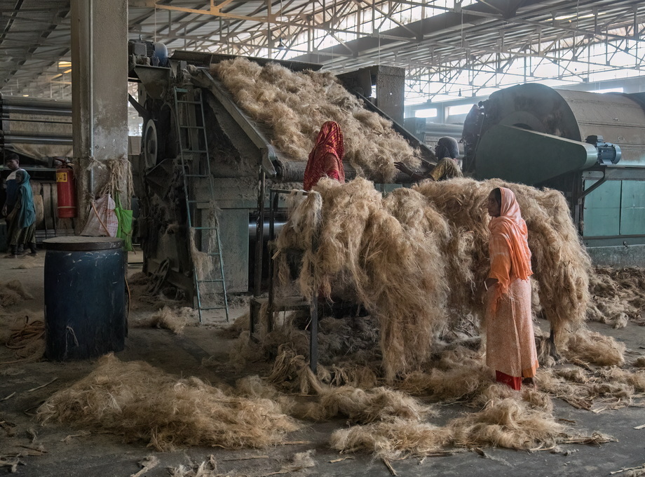 Jute harvesting and processing in Bangladesh