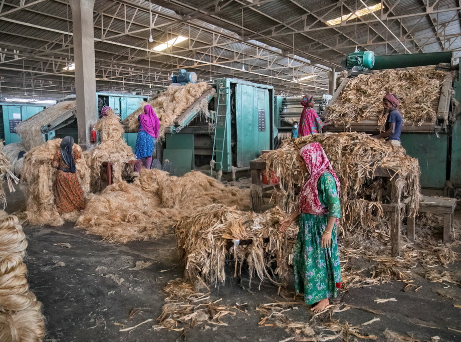 Jute harvesting and processing in Bangladesh