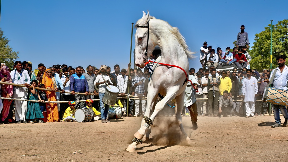 Nagaur Cattle Fair