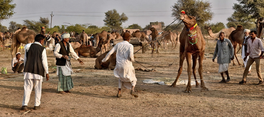 Nagaur Cattle Fair
