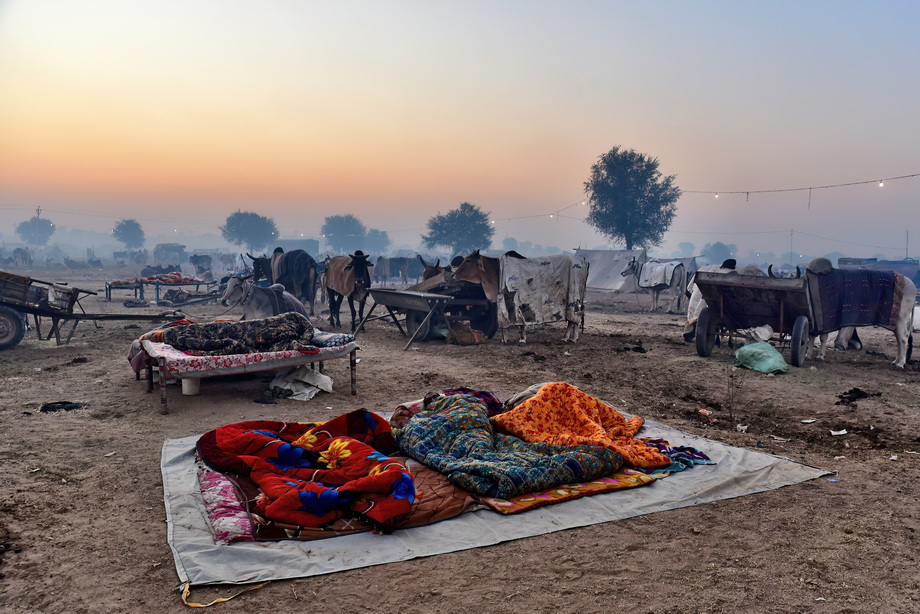 Nagaur Cattle Fair