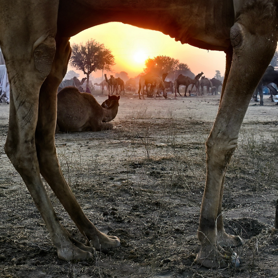Nagaur Cattle Fair