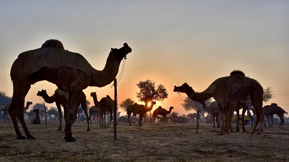 Nagaur Cattle Fair