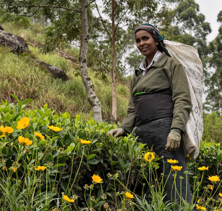Tea pickers in Sri Lanka