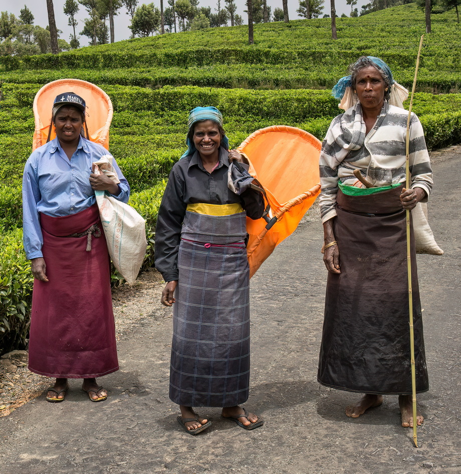 Tea pickers in Sri Lanka