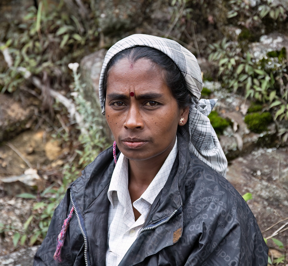 Tea pickers in Sri Lanka