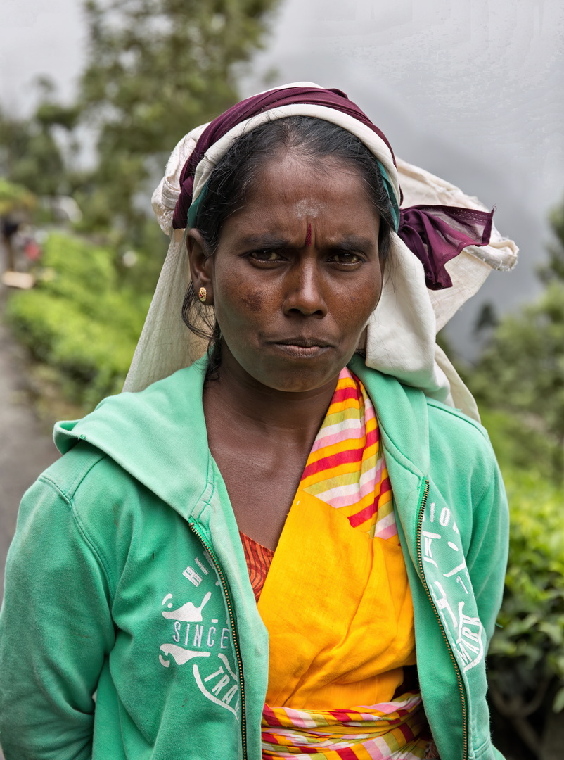Tea pickers in Sri Lanka