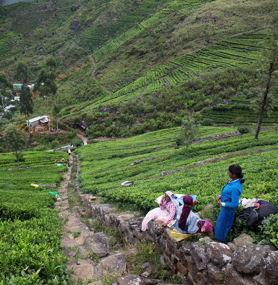 Tea pickers in Sri Lanka