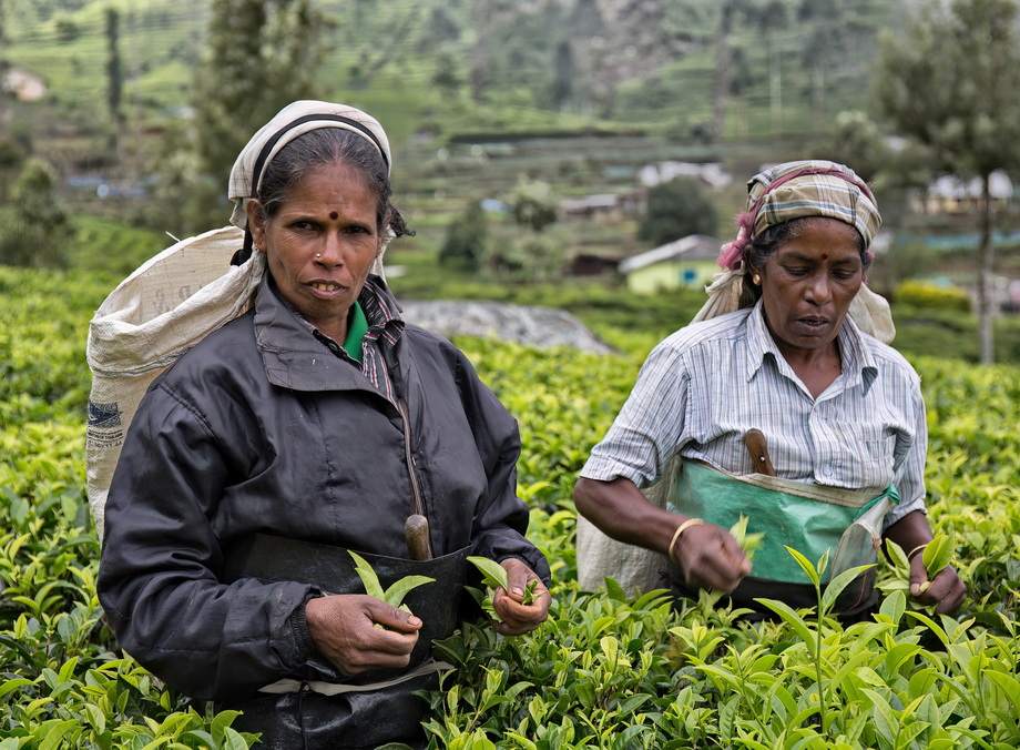Tea pickers in Sri Lanka