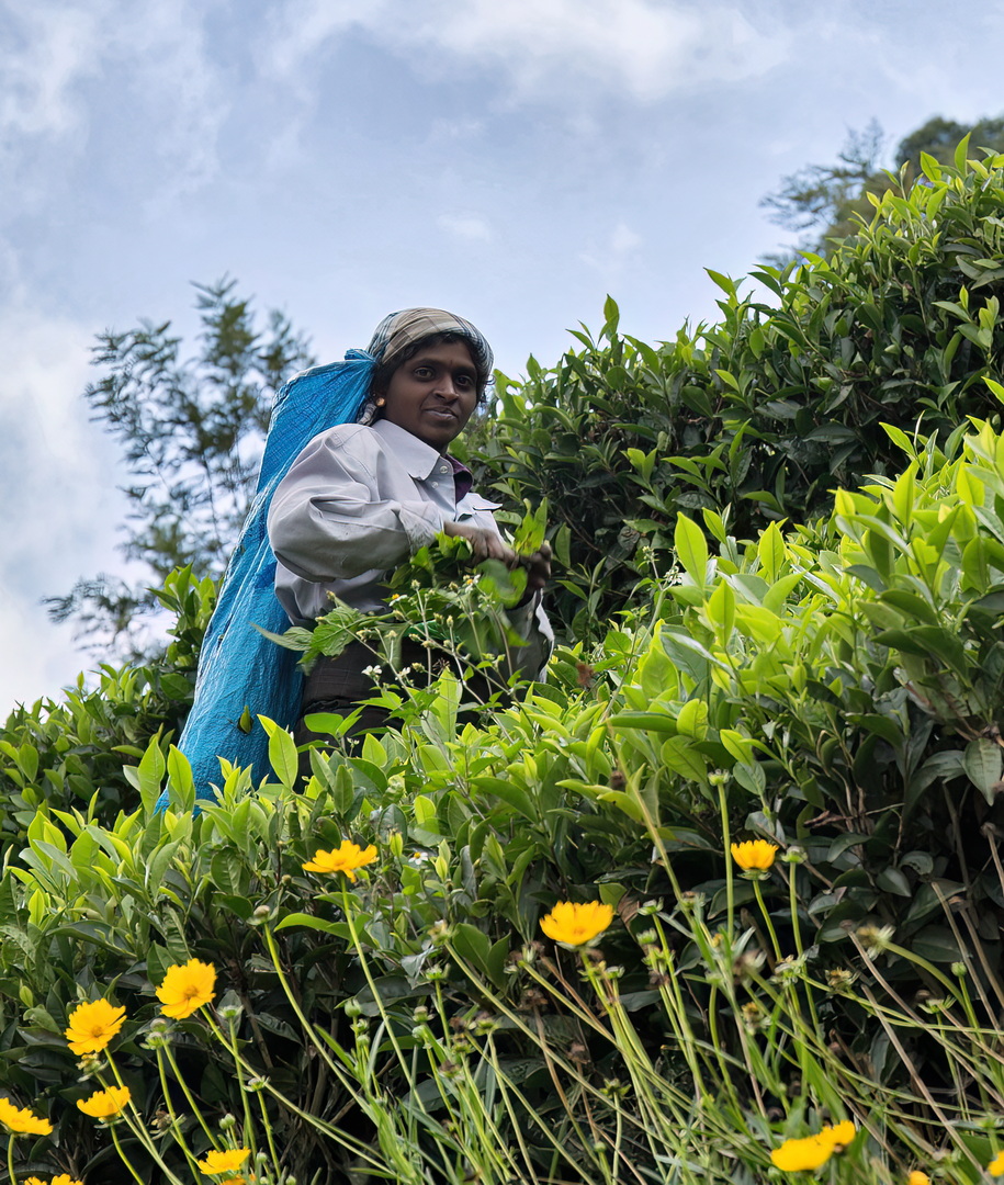 Tea pickers in Sri Lanka