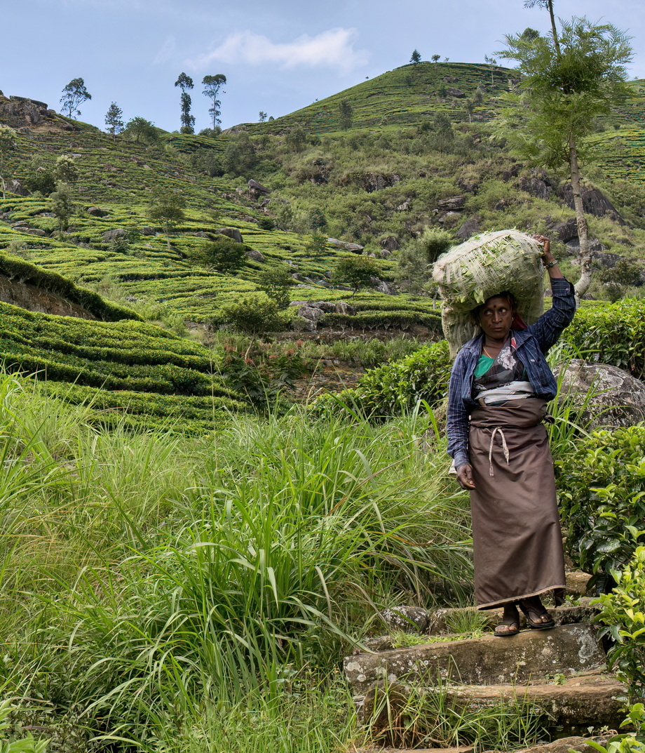 Tea pickers in Sri Lanka