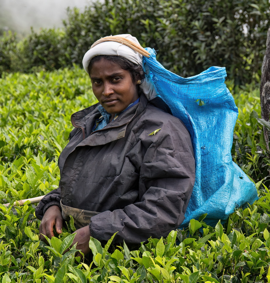 Tea pickers in Sri Lanka