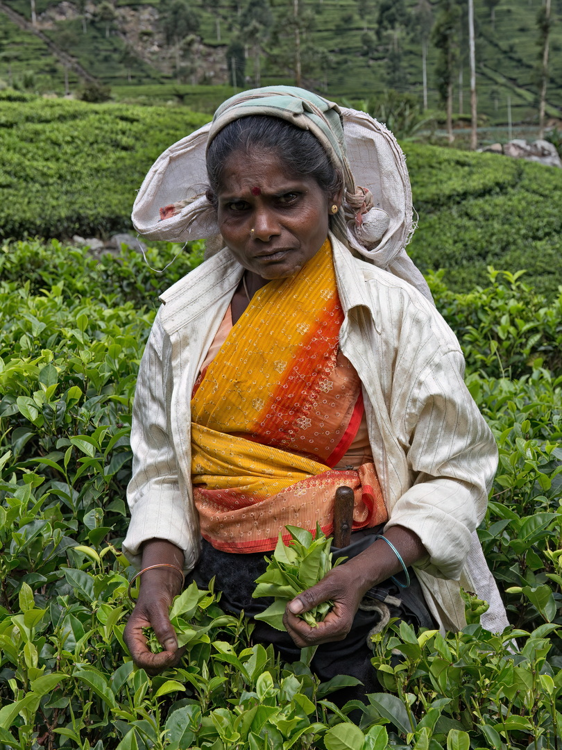 Tea pickers in Sri Lanka