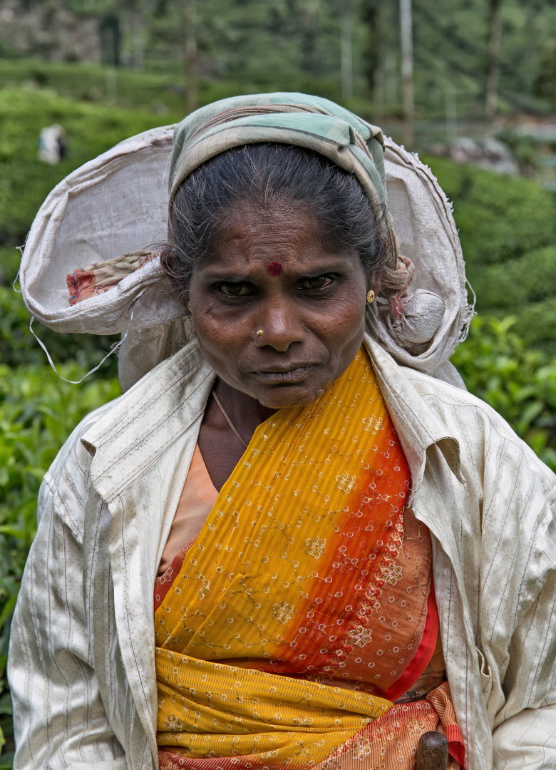 Tea pickers in Sri Lanka