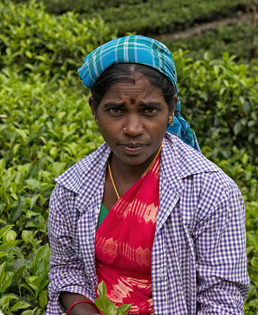 Tea pickers in Sri Lanka