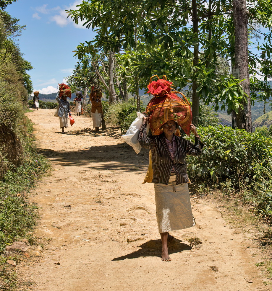 Tea pickers in Sri Lanka