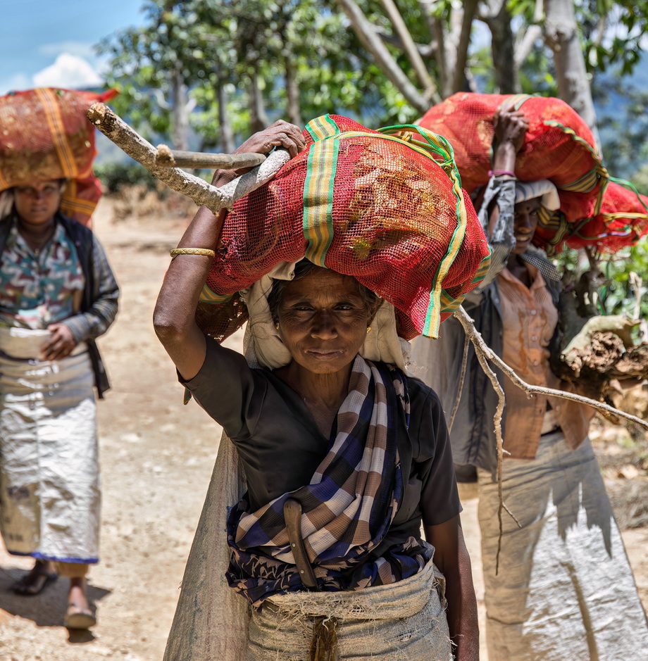 Tea pickers in Sri Lanka