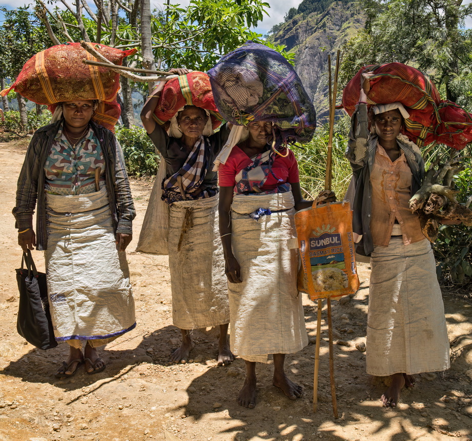 Tea pickers in Sri Lanka