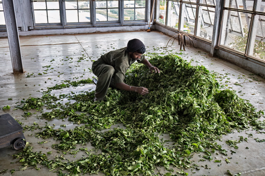 Tea pickers in Sri Lanka