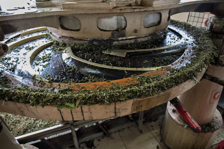 Tea pickers in Sri Lanka