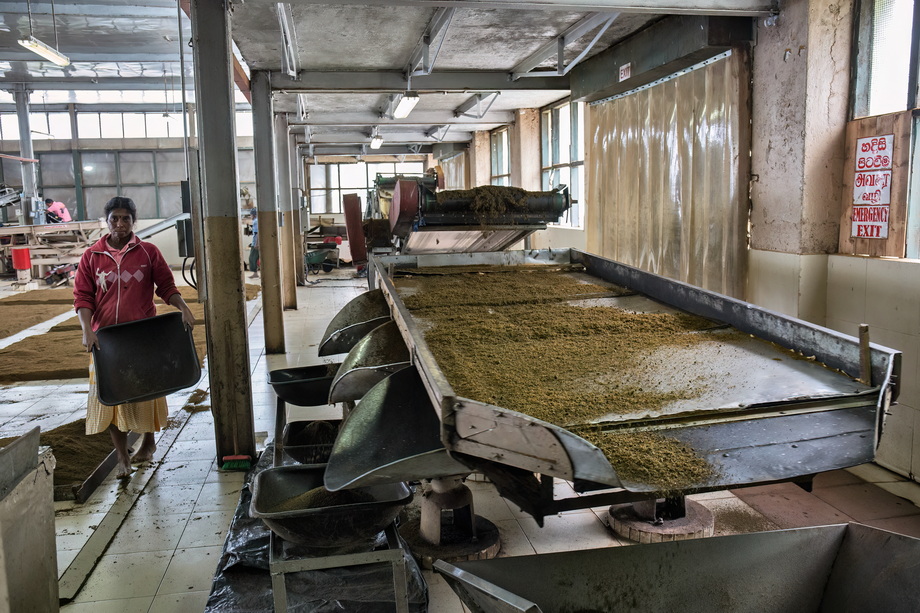 Tea pickers in Sri Lanka